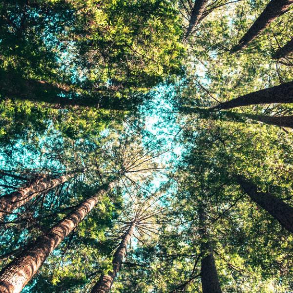 Curso de Inverno no ISA: Forest Models and Simulators to Support Sustainable Forest Management in a Global Change Context
